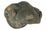 Wide, Bumpy, Partially Enrolled Morocops Trilobite #125150-2
